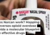 Naloxone competes with opioids for the same receptor on the surface of neurons. Matt Rourke/AP Photo